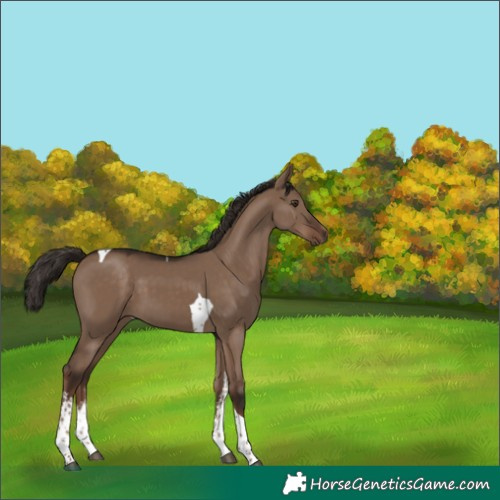 Horse Color:White Spotted Liver Red Dun Tobiano 