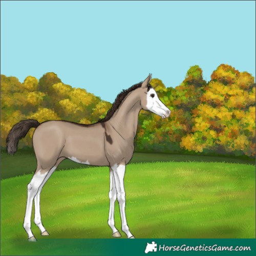 Horse Color:White Spotted Liver Red Dun Splash 