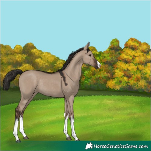 Horse Color:White Spotted Liver Red Dun Rabicano 