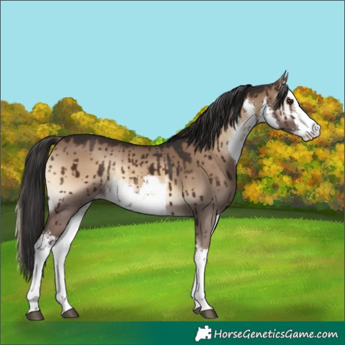 Horse Color:White Spotted Liver Red Dun Onyx Rabicano Brindle 