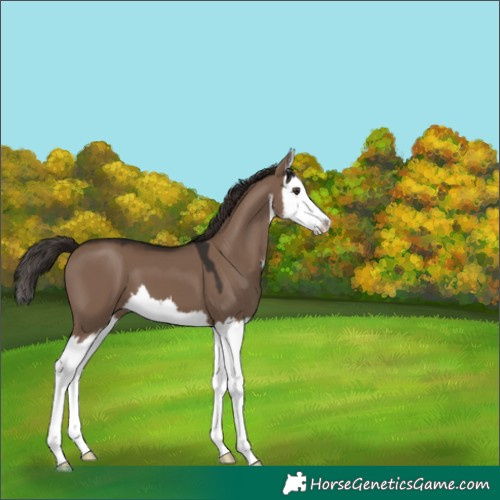 Horse Color:White Spotted Liver Red Dun Splash 