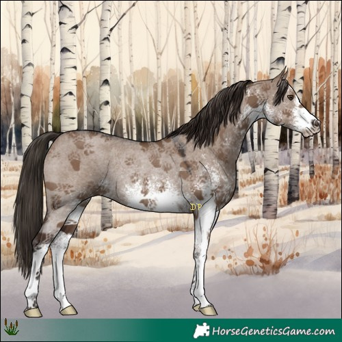Horse Color:White Spotted Liver Red Dun Rabicano 