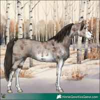 Horse Color:White Spotted Liver Red Dun Rabicano 