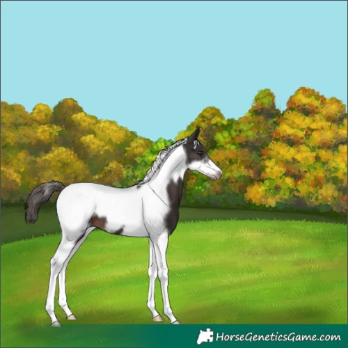 Horse Color:Liver Chestnut Tobiano Frame 