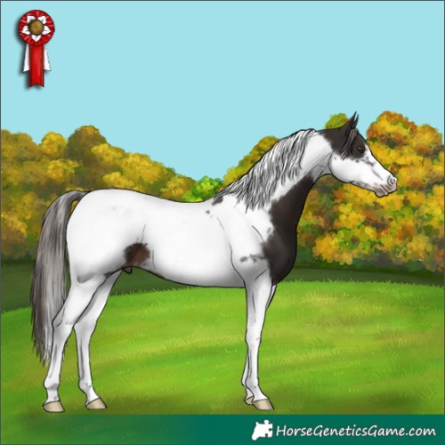 Horse Color:Liver Chestnut Tobiano Frame 
