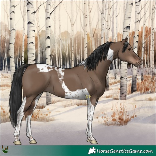 Horse Color:Liver Red Dun Tobiano 