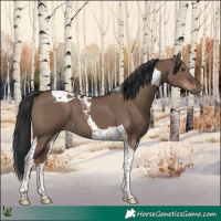 Horse Color:Liver Red Dun Tobiano