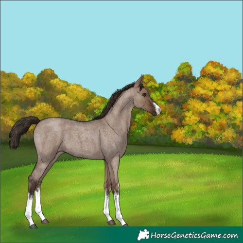 Horse Color:White Spotted Liver Red Dun Roan 