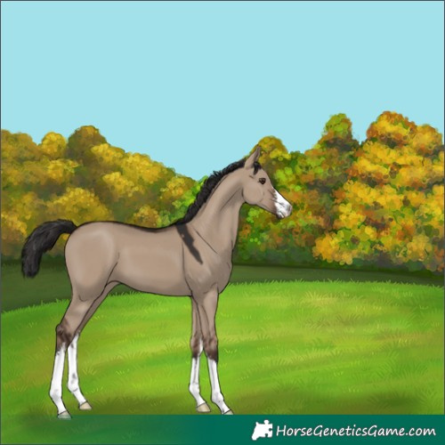 Horse Color:White Spotted Liver Red Dun 