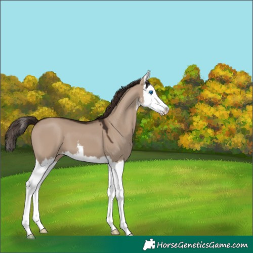 Horse Color:White Spotted Liver Red Dun Splash 