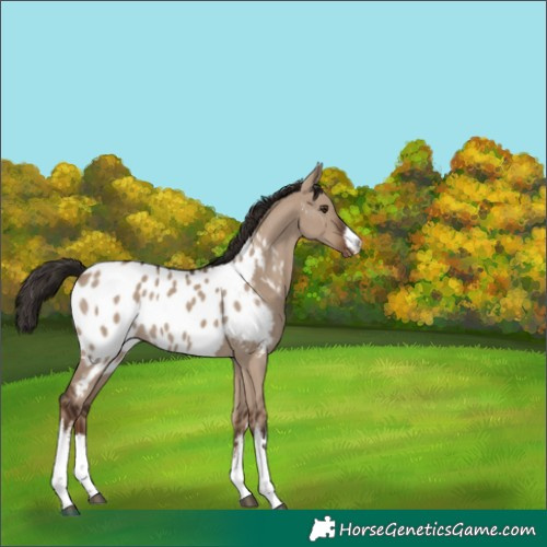 Horse Color:White Spotted Liver Red Dun Appaloosa 