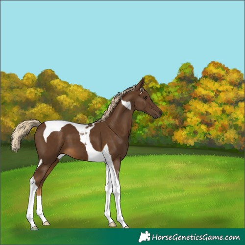 Horse Color:Chocolate Palomino Tobiano 