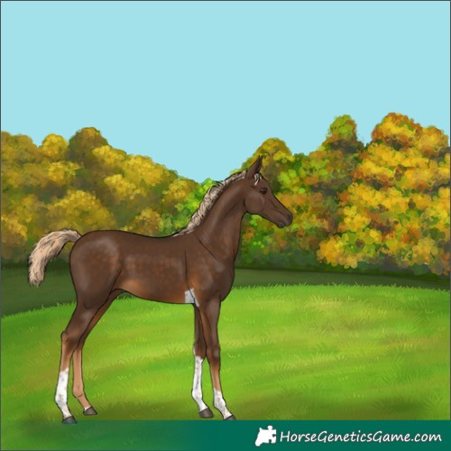 Horse Color:Chocolate Palomino Tobiano 