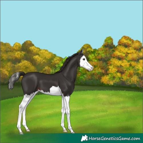 Horse Color:Liver Chestnut Splash 