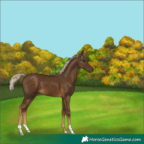 Horse Color:Chocolate Palomino 