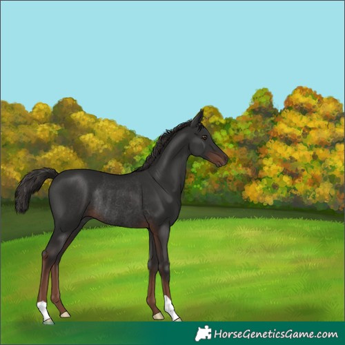 Horse Color:Liver Chestnut Rabicano 