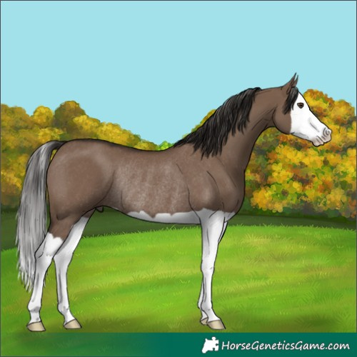 Horse Color:Liver Red Dun Splash Rabicano 