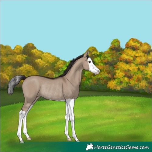 Horse Color:Liver Red Dun Splash Rabicano 