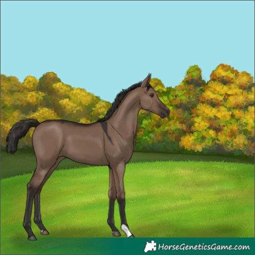 Horse Color:Liver Red Dun 