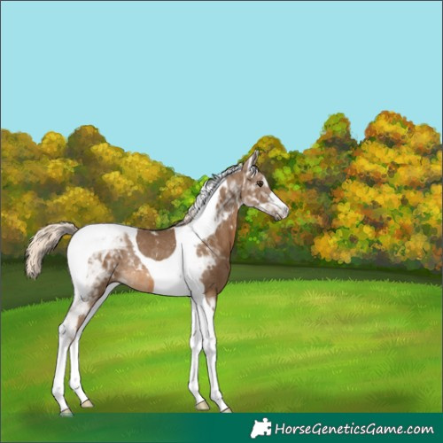 Horse Color:Chocolate Palomino Tobiano Rabicano 