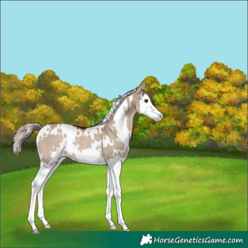 Horse Color:White Spotted Liver Red Dun Splash Rabicano 