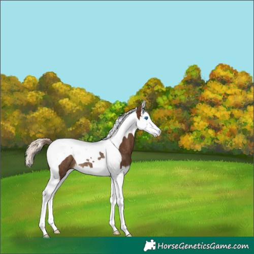 Horse Color:Chocolate Palomino Splash Tobiano Rabicano 