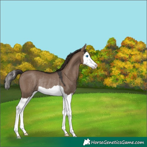 Horse Color:Liver Red Dun Splash Rabicano 
