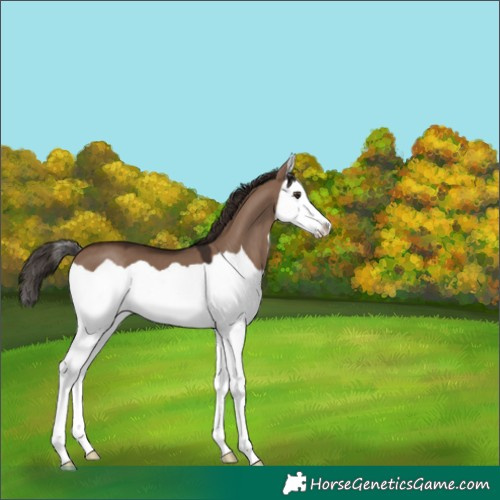 Horse Color:Liver Red Dun Splash 