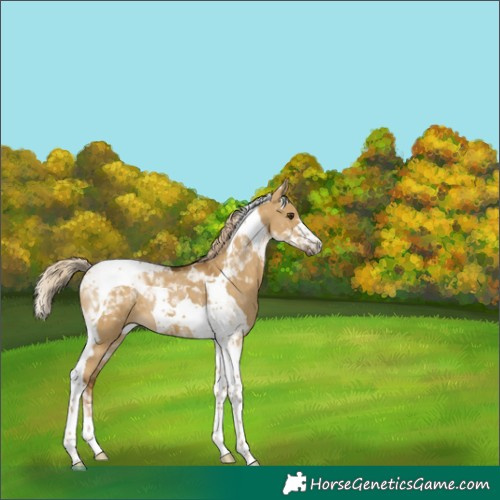 Horse Color:Chocolate Palomino Dun Tobiano 