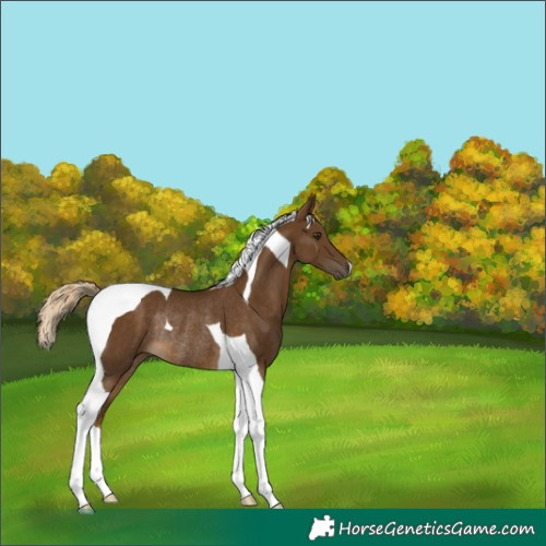 Horse Color:Chocolate Palomino Tobiano Rabicano 