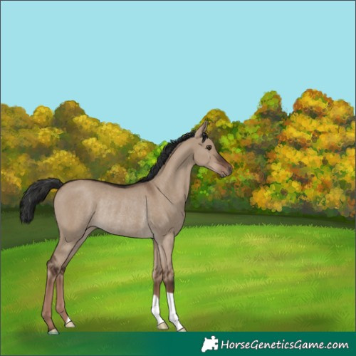 Horse Color:Liver Red Dun Rabicano 