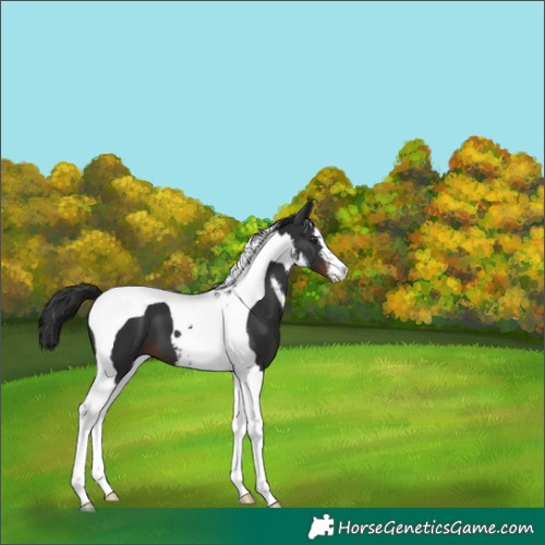 Horse Color:White Spotted Liver Chestnut Tobiano 