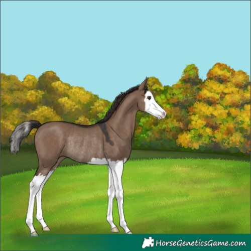 Horse Color:White Spotted Liver Red Dun Splash Rabicano 