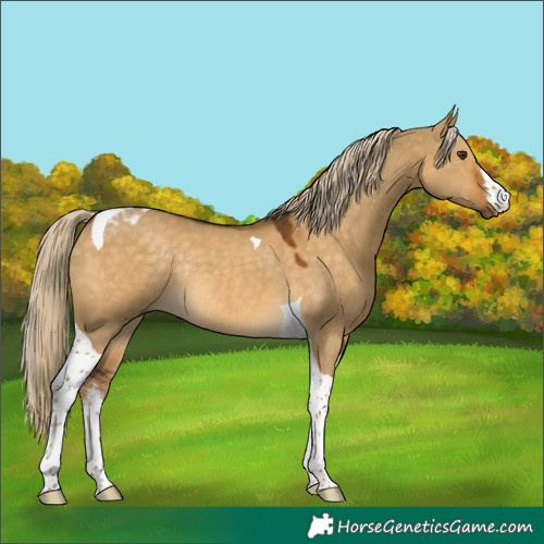 Horse Color:White Spotted Chocolate Palomino Dun Tobiano Rabicano 
