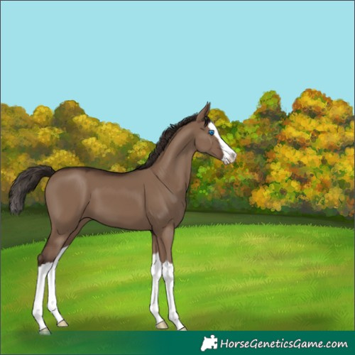 Horse Color:Liver Red Dun Splash 