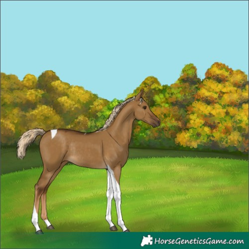 Horse Color:Chocolate Palomino Dun Tobiano Rabicano 