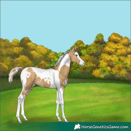 Horse Color:White Spotted Chocolate Palomino Dun Splash Tobiano 