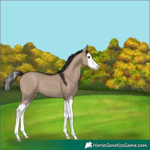 Horse Color:Liver Red Dun Splash 