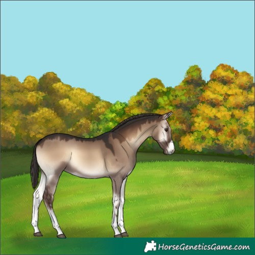 Horse Color:White Spotted Liver Red Dun Onyx 