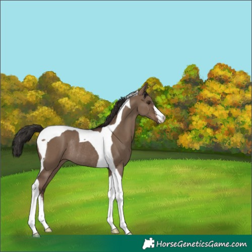 Horse Color:White Spotted Liver Red Dun Tobiano Rabicano 