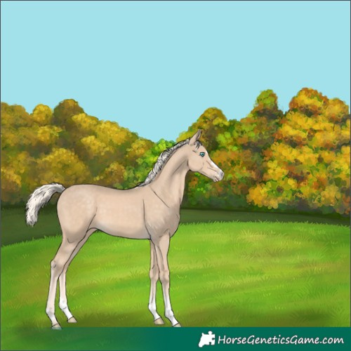Horse Color:Cremello 