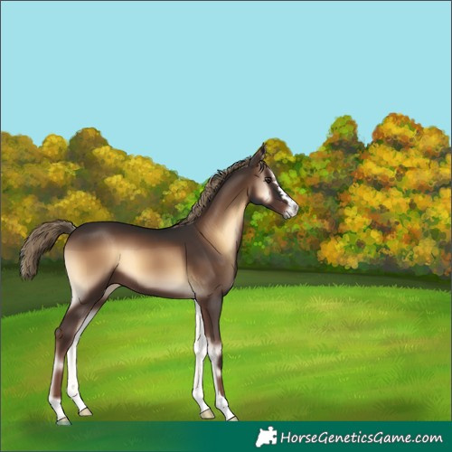Horse Color:Liver Red Onyx 