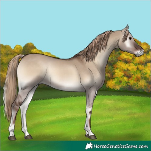 Horse Color:Liver Red Dun Onyx 