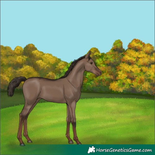 Horse Color:Liver Red Dun 