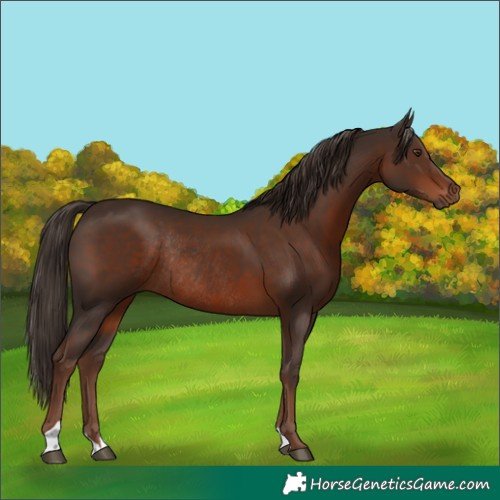 Horse Color:Liver Chestnut Rabicano 