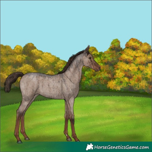 Horse Color:Liver Red Dun Roan Brindle 
