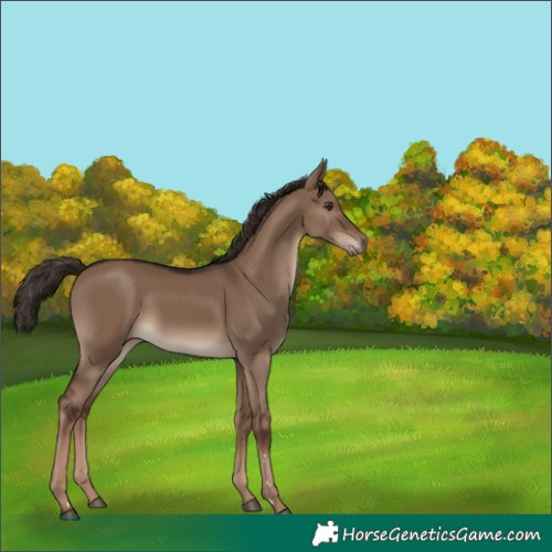Horse Color:Liver Red Dun 