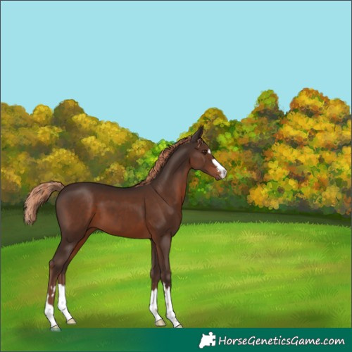 Horse Color:Liver Chestnut 