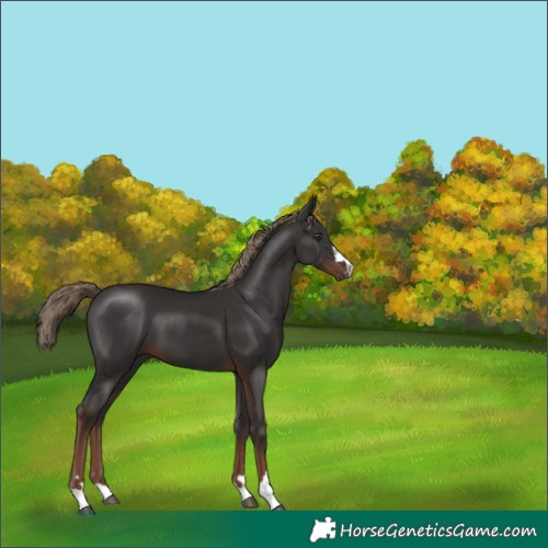 Horse Color:Liver Chestnut 