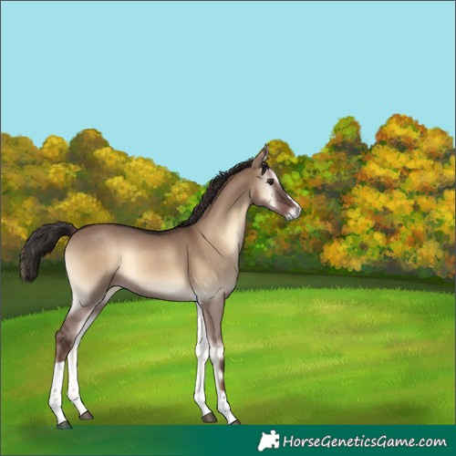 Horse Color:Liver Red Dun Onyx Tobiano 